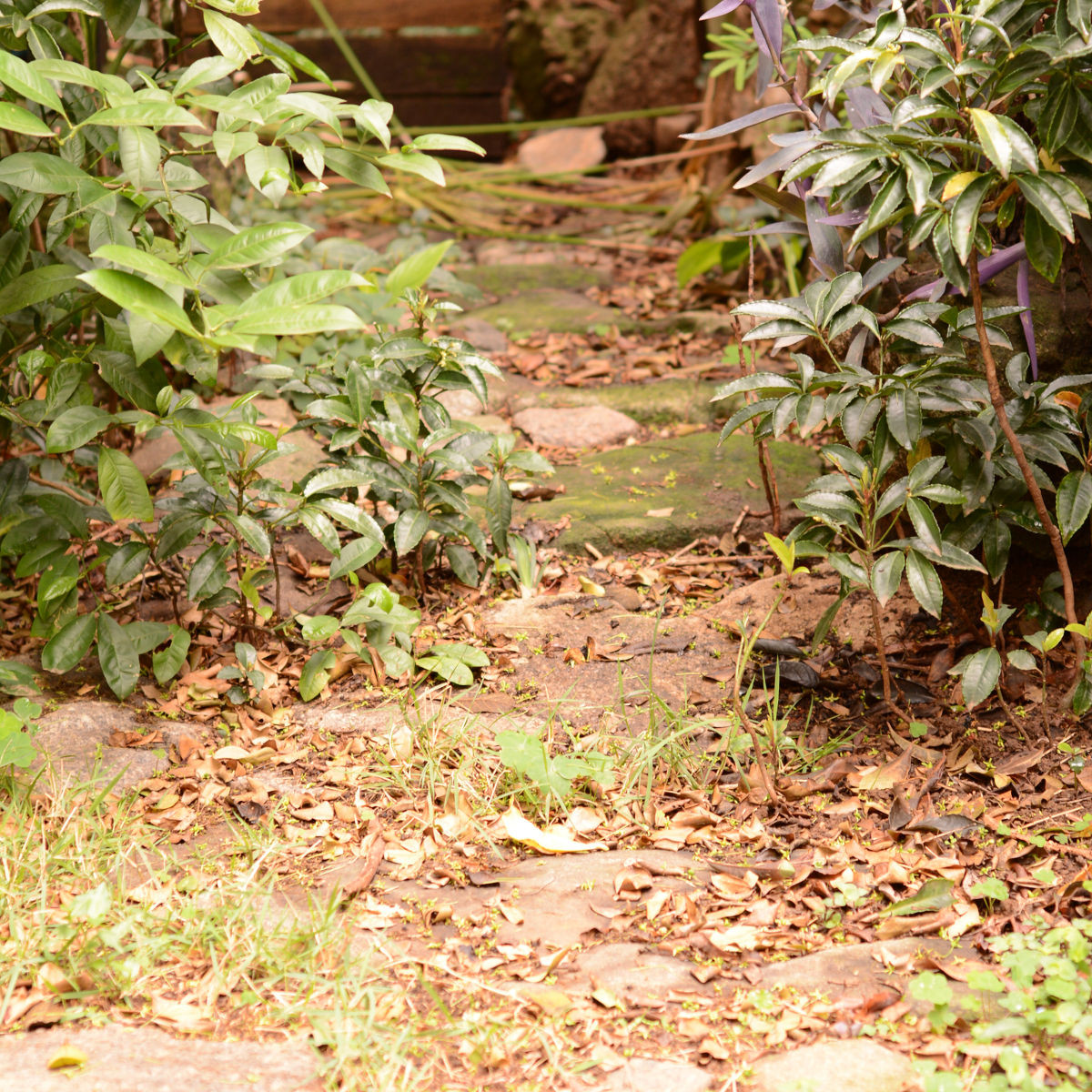 Caminho de pedras no jardim japonês do IKE Dojo