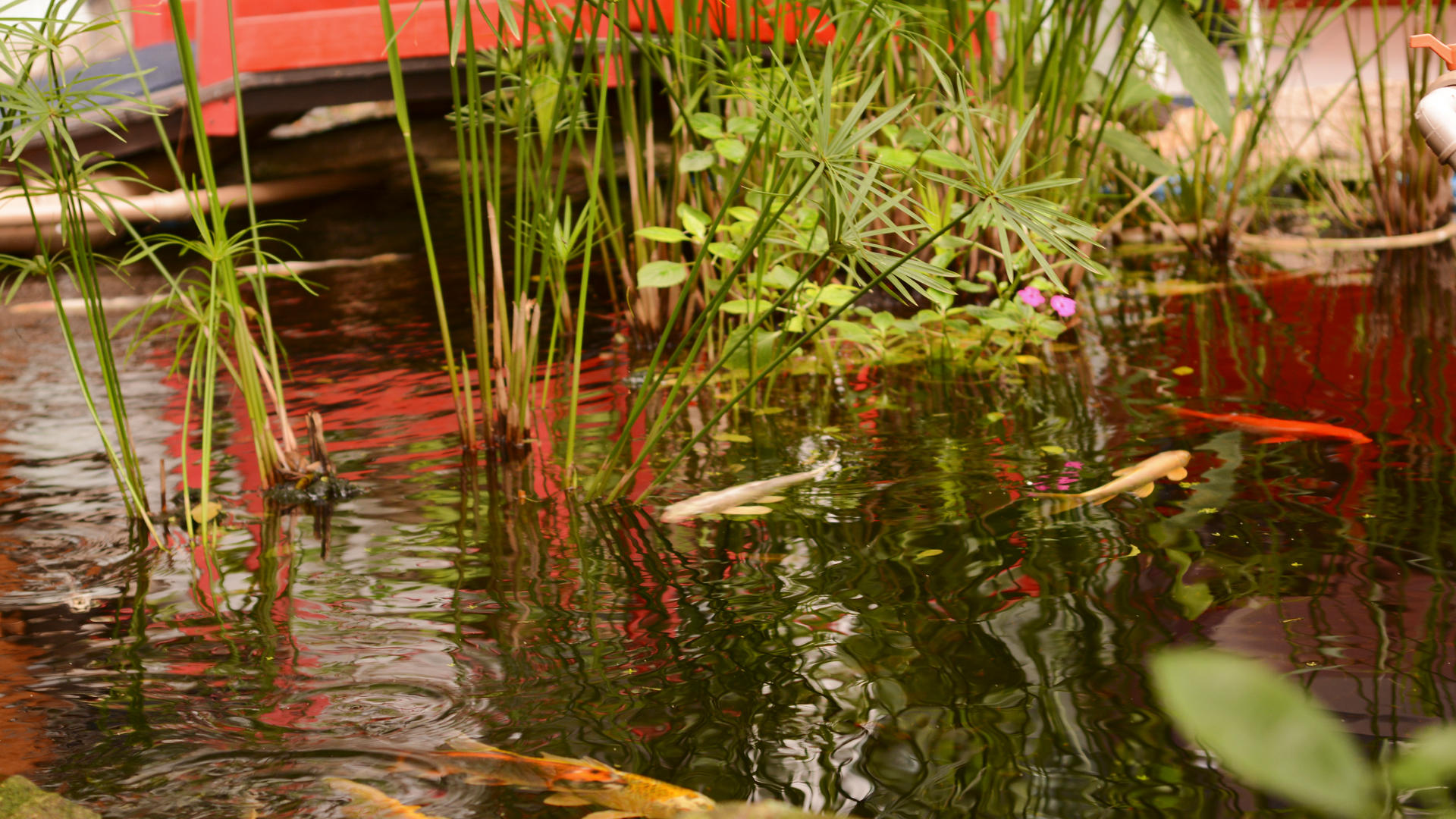 Lago com carpas no jardim do IKE Dojo
